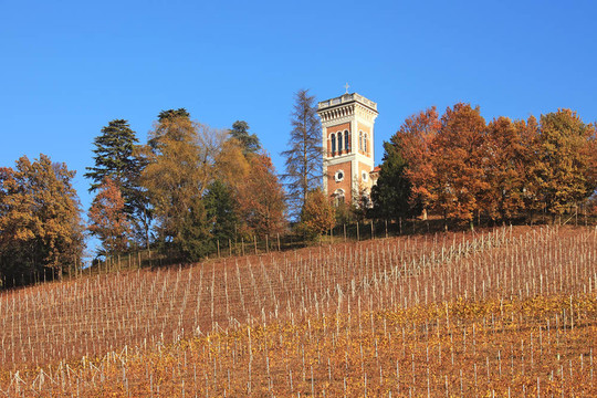 在秋天的Hills和Piedmont的葡萄园。意大利北部。