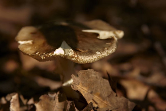 藏在暗处的野生食用蘑菇。
