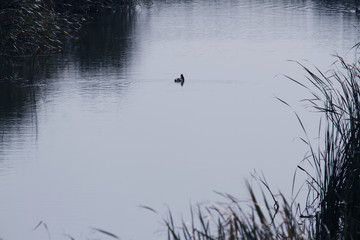 湿地 水 鸟 芦苇 风光 生态