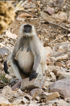 印度langhur猴子岩断裂