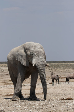 在埃托沙国家公园纳米比亚的大象；