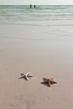 几只海星在一个热带海滩