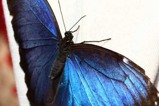 常见的蓝色大闪蝶；Morpho peleides