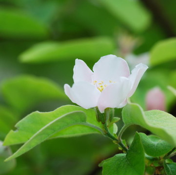 白色的海棠花