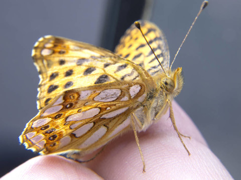 一只张开翅膀的男人手指上的一只桔黄色的银色蝴蝶