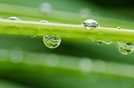 新鲜水滴在绿色自然