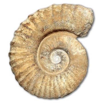 螺旋蜗牛化石石房古化石壳