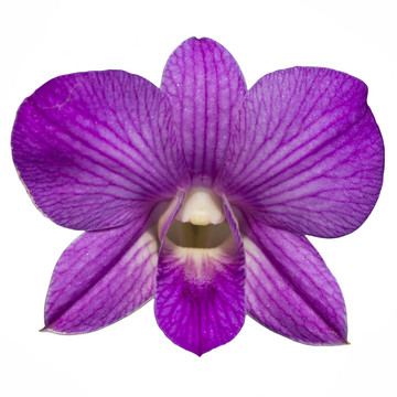 单紫兰花分离物