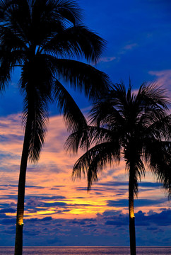 日落与棕榈树在海滩上