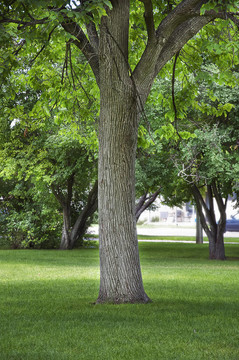 在城市公园的大卡顿伍德绿荫树
