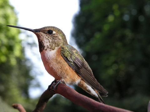 女Rufous Hummingbird