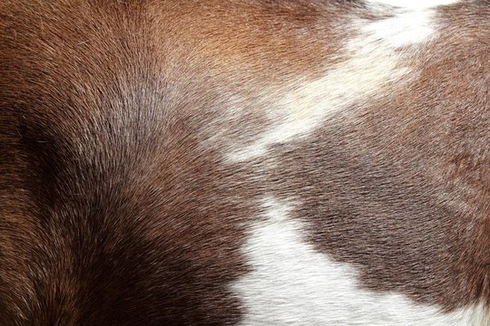马头发的皮肤纹理棕色和白色