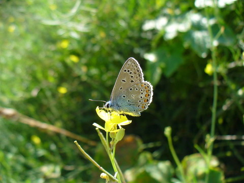 蝴蝶Polyommatus伊卡洛斯
