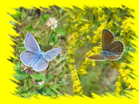 蝴蝶Polyommatus伊卡洛斯