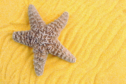 海星在黄色的沙子；有用的背景
