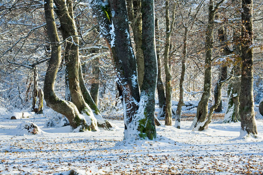 第一场冬天的雪和最后的秋天树叶在森林里