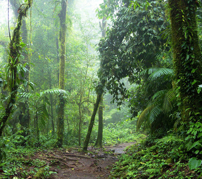 通过雨林路径；阿雷纳火山国家公园；哥斯达黎加