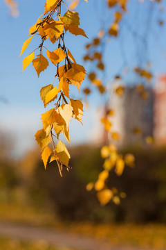 黄色的秋天