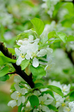 富尔达苹果树的白花；黑森州；德国
