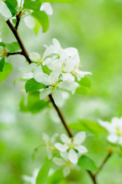 富尔达苹果树的白花；黑森州；德国