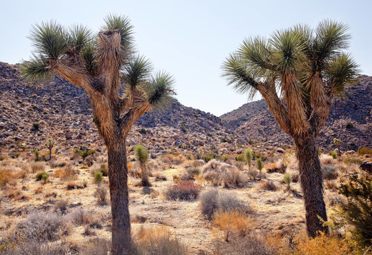 约书亚树丝兰长约书亚树国家公园加利福尼亚莫哈韦沙漠景观命名的摩门教徒约书亚在圣经因为树枝像伸出的双手