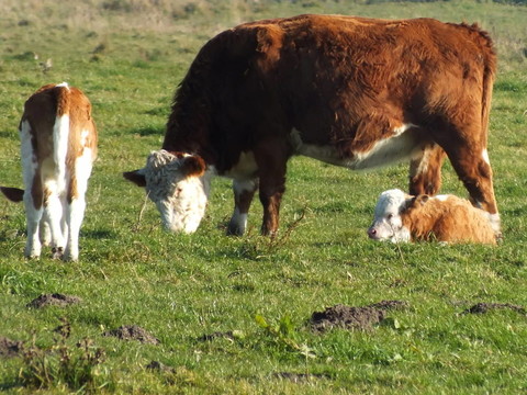 快乐的牛在草地上吃草