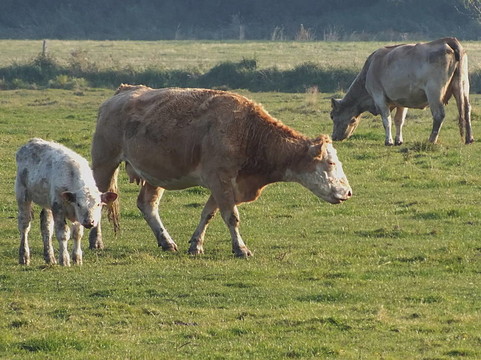 快乐的牛在草地上吃草