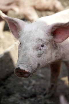 乌克兰农场的猪