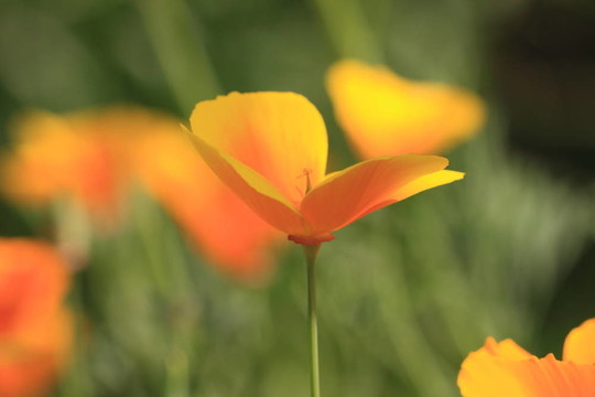 花菱草加利福尼亚；加利福尼亚罂粟