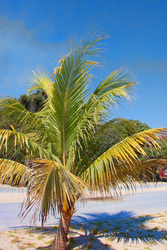 白沙滩棕榈树