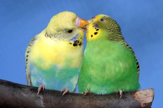 可爱的鹦鹉对接吻
