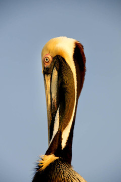 美丽的Brown Pelican
