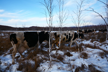 冬季放牛