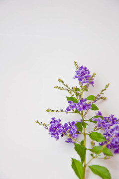 白色背景上的紫罗兰花