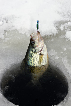 抓鱼冰上钓鱼