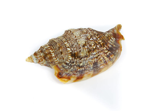 这是海洋的贝壳从海底