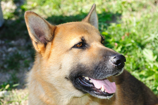 牧羊犬