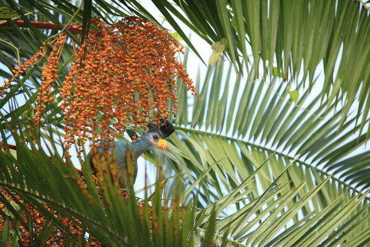 大蓝蕉鹃- bigodi湿地-乌干达；非洲