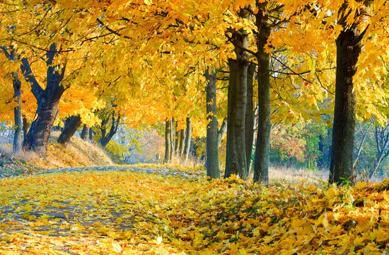 公园里的秋天枫树