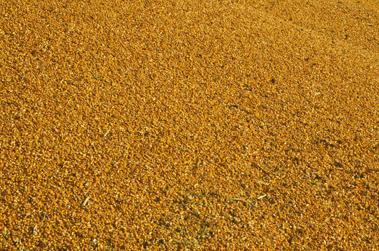 黄玉米背景粮食