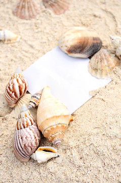空白纸沙滩沙滩贝壳夏季