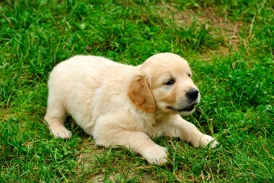 金毛小狗在草地上