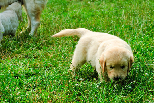 金毛小狗在草地上