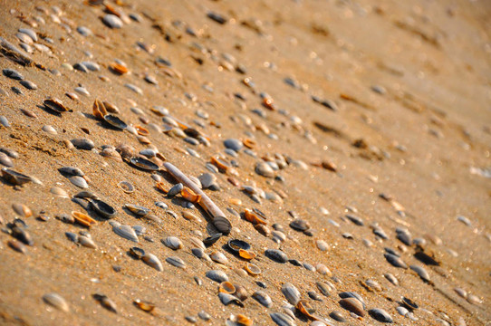 在赞德福特的沙滩上的贝壳（在荷兰北部的海