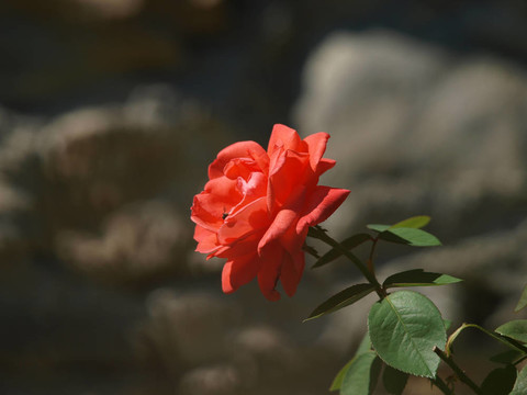 玫瑰大自然与园丁的卓越作品