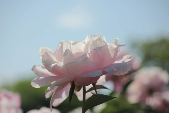 粉红色的牡丹花