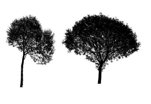 树的剪影插图