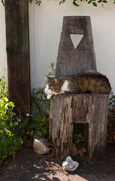 木椅上的猫