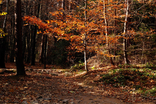 美丽的秋天在森林里