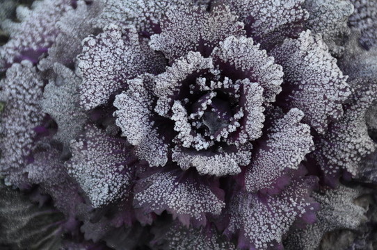 霜中的紫色叶子，用于背景或纹理